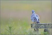 weiches Licht... Ringeltaube *Columba palumbus*