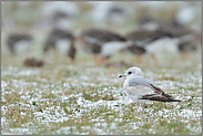 im Jugendkleid... Sturmmöwe *Larus canus*