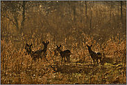 frühmorgens im Bruch... Rehwild *Capreolus capreolus*