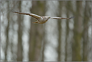 abgelenkt... Mäusebussard *Buteo buteo*