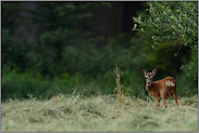 Leckerschmecker... Rehbock *Capreolus capreolus*