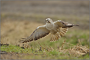 Abflug... Mäusebussard *Buteo buteo*