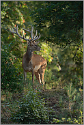 mitten im Wald... Rothirsch *Cervus elaphus*