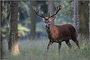 ein alter, junger Bekannter... Rothirsch *Cervus elaphus*