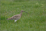 im Regen... Großer Brachvogel *Numenius arquata*