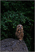 Eulenaugen... Europäischer Uhu *Bubo bubo*