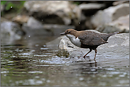 am Bach... Wasseramsel *Cinclus cinclus*