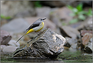 im Revier der Wasseramsel... Gebirgsstelze *Motacilla cinerea*