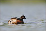 im Prachtkleid... Schwarzhalstaucher *Podiceps nigricollis*