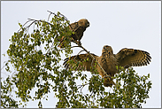 einer ihrer Lieblingsplätze... Europäische Uhus *Bubo bubo*