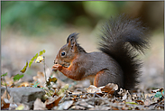 Knabberspass... Europäisches Eichhörnchen *Sciurus vulgaris*