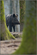 durch Bäume hindurch... Wildschwein *Sus scrofa*