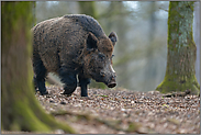 der Keiler... Wildschwein *Sus scrofa*