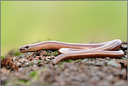 züngelnd... Blindschleiche *Anguis fragilis*