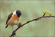 gesucht und gefunden... Schwarzkehlchen *Saxicola torquata*