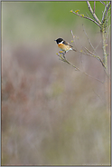 auf Reviersuche... Schwarzkehlchen *Saxicola torquata*