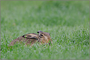 gedrückt... Feldhase *Lepus europaeus*