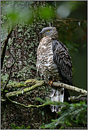 oben im Baum... Wespenbussard *Pernis apivorus *