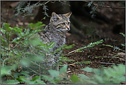 heimlich... Europäische Wildkatze *Felis silvestris*