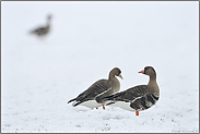 Gänse im Schnee... Blässgänse *Anser albifrons*