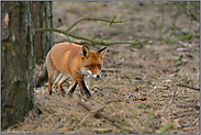 Rotrock auf der Pirsch... Rotfuchs *Vulpes vulpes*