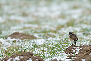 Frühankömmling... Schwarzkehlchen *Saxicola torquata*