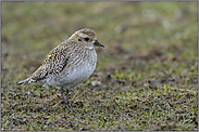 auf Zwischenstopp in NRW... Goldregenpfeifer *Pluvialis apricaria*