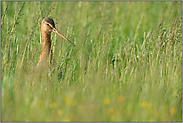 kurz vor der Mahd... Uferschnepfe *Limosa limosa*