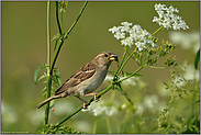 die Kleinen haben Hunger... Haussperling *Passer domesticus*