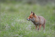 auf der Wiese... Rotfuchs *Vulpes vulpes*