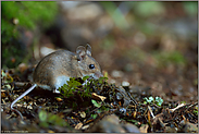 auf Nahrungssuche... Waldmaus *Apodemus sylvaticus*