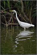 am Rand des Gewässers... Silberreiher *Casmerodius albus*