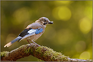 auf der Hut... Eichelhäher *Garrulus glandarius*