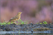 rahmfarben... Baumpieper *Anthus trivialis*