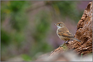 in der Heide... Dorngrasmücke *Sylvia communis*