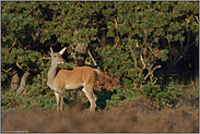 wo bleiben sie denn... Rotwild *Cervus elaphus*