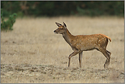 der Nachwuchs... Rotkalb *Cervus elaphus*