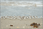 ein ganzer Trupp... Sanderlinge *Calidris alba*