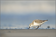 auf Augenhöhe... Sanderling *Calidris alba*