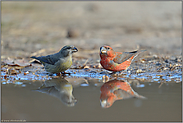 gemeinsam... Kiefernkreuzschnäbel *Loxia pytyopsittacus*