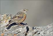 formatfüllend... Alpenbraunelle  *Prunella collaris*