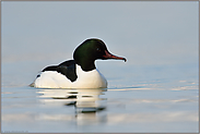 das Männchen...Gänsesäger *Mergus merganser*