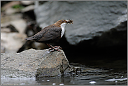 den Schnabel voll... Wasseramsel *Cinclus cinclus*