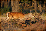 schönstes Abendlicht... Rotwild *Cervus elaphus*