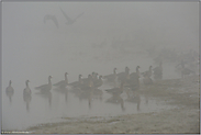 Nebel am Niederrhein... Blässgänse *Anser albifrons*