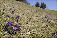 am Kuhschellenhang... Gewöhnliche Kuhschelle *Pulsatilla vulgaris*