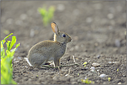 kleine Racker... Wildkaninchen *Oryctolagus cuniculus*