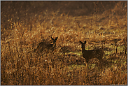 zwei Ricken... Rehwild *Capreolus_capreolus*