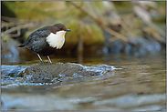 ufernah... Wasseramsel *Cinclus cinclus*