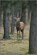 im Kiefernforst... Rothirsch *Cervus elaphus*